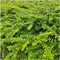 Plants by Frank | 12 Struikkamperfoelie planten | Lonicera nitida 'Maigrün' | Winterharde bodembedekker planten | tuinplanten | Winterharde vaste planten meerjarig | Winterharde tuinplanten