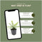 Plants by Frank | 12 Struikkamperfoelie planten | Lonicera nitida 'Maigrün' | Winterharde bodembedekker planten | tuinplanten | Winterharde vaste planten meerjarig | Winterharde tuinplanten