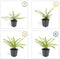 Plants by Frank | 12 Struikkamperfoelie planten | Lonicera nitida 'Maigrün' | Winterharde bodembedekker planten | tuinplanten | Winterharde vaste planten meerjarig | Winterharde tuinplanten