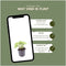 Plants by Frank | 12 Vrouwenmantel Planten | Alchemilla mollis | Winterharde bodembedekker planten | tuinplanten | Winterharde vaste planten meerjarig | Winterharde tuinplanten