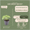 Plants by Frank | 12 Vrouwenmantel Planten | Alchemilla mollis | Winterharde bodembedekker planten | tuinplanten | Winterharde vaste planten meerjarig | Winterharde tuinplanten
