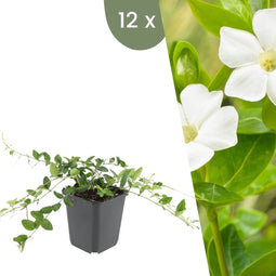 Plants by Frank | 12 Witte Maagdenpalm planten | Vinca minor 'Alba' | Winterharde bodembedekker planten | tuinplanten | Winterharde vaste planten meerjarig | Winterharde tuinplanten