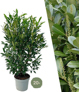 Plants by Frank | 20 Extra grote Laurierkers Herbergii voor 10 strekkende meter haag | ↨ 125-150 cm in 15 liter pot | Prunus Herbergii | Heggenplanten | Winterharde haagplanten | Heggenplanten | Laurierplant