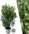 Plants by Frank | 20 Extra grote Laurierkers Herbergii voor 10 strekkende meter haag | ↨ 125-150 cm in 15 liter pot | Prunus Herbergii | Heggenplanten | Winterharde haagplanten | Heggenplanten | Laurierplant