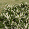 Plants by Frank | 20 Extra grote Laurierkers Herbergii voor 10 strekkende meter haag | ↨ 125-150 cm in 15 liter pot | Prunus Herbergii | Heggenplanten | Winterharde haagplanten | Heggenplanten | Laurierplant