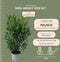 Plants by Frank | 20 Extra grote Laurierkers Herbergii voor 10 strekkende meter haag | ↨ 125-150 cm in 15 liter pot | Prunus Herbergii | Heggenplanten | Winterharde haagplanten | Heggenplanten | Laurierplant