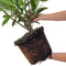 Plants by Frank | 20 Extra grote Laurierkers Herbergii voor 10 strekkende meter haag | ↨ 125-150 cm in 15 liter pot | Prunus Herbergii | Heggenplanten | Winterharde haagplanten | Heggenplanten | Laurierplant