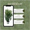 Plants by Frank | 20 Extra grote Laurierkers Herbergii voor 10 strekkende meter haag | ↨ 125-150 cm in 15 liter pot | Prunus Herbergii | Heggenplanten | Winterharde haagplanten | Heggenplanten | Laurierplant