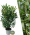 Plants by Frank | 20 Extra grote Laurierkers Herbergii voor 10 strekkende meter haag | ↨ 125-150 cm in 15 liter pot | Prunus Herbergii | Heggenplanten | Winterharde haagplanten | Heggenplanten | Laurierplant