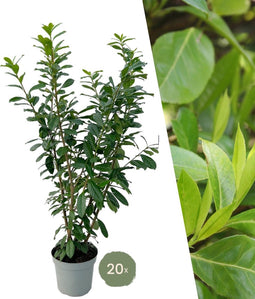 Plants by Frank | 20 Extra Grote Laurierkers Novita voor 10 strekkende meter haag | ↨ 125-150 cm in 15 liter pot | Prunus Novita | Haagplanten | Haagplanten Wintergroen | Haagplanten | Laurierplant