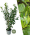 Plants by Frank | 20 Extra Grote Laurierkers Novita voor 10 strekkende meter haag | ↨ 125-150 cm in 15 liter pot | Prunus Novita | Haagplanten | Haagplanten Wintergroen | Haagplanten | Laurierplant