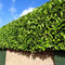 Plants by Frank | 20 Extra Grote Laurierkers Novita voor 10 strekkende meter haag | ↨ 125-150 cm in 15 liter pot | Prunus Novita | Haagplanten | Haagplanten Wintergroen | Haagplanten | Laurierplant