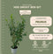 Plants by Frank | 20 Extra Grote Laurierkers Novita voor 10 strekkende meter haag | ↨ 125-150 cm in 15 liter pot | Prunus Novita | Haagplanten | Haagplanten Wintergroen | Haagplanten | Laurierplant