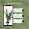 Plants by Frank | 20 Extra Grote Laurierkers Novita voor 10 strekkende meter haag | ↨ 125-150 cm in 15 liter pot | Prunus Novita | Haagplanten | Haagplanten Wintergroen | Haagplanten | Laurierplant