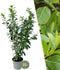 Plants by Frank | 20 Extra Grote Laurierkers Novita voor 10 strekkende meter haag | ↨ 125-150 cm in 15 liter pot | Prunus Novita | Haagplanten | Haagplanten Wintergroen | Haagplanten | Laurierplant