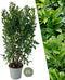 Plants by Frank | 20 Extra grote Laurierkers Obelisk voor 10 strekkende meter haag | ↨ 125-150 cm in 15 liter pot | Prunus Obelisk | Haagplanten | Haagplanten Wintergroen | Haagplanten | Laurierplant