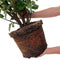 Plants by Frank | 20 Extra grote Laurierkers Obelisk voor 10 strekkende meter haag | ↨ 125-150 cm in 15 liter pot | Prunus Obelisk | Haagplanten | Haagplanten Wintergroen | Haagplanten | Laurierplant