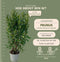 Plants by Frank | 20 Extra grote Laurierkers Obelisk voor 10 strekkende meter haag | ↨ 125-150 cm in 15 liter pot | Prunus Obelisk | Haagplanten | Haagplanten Wintergroen | Haagplanten | Laurierplant
