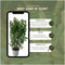 Plants by Frank | 20 Extra grote Laurierkers Obelisk voor 10 strekkende meter haag | ↨ 125-150 cm in 15 liter pot | Prunus Obelisk | Haagplanten | Haagplanten Wintergroen | Haagplanten | Laurierplant