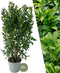 Plants by Frank | 20 Extra grote Laurierkers Obelisk voor 10 strekkende meter haag | ↨ 125-150 cm in 15 liter pot | Prunus Obelisk | Haagplanten | Haagplanten Wintergroen | Haagplanten | Laurierplant