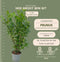 Plants by Frank | 20 Extra grote Laurierkers Rotundifolia voor 10 strekkende meter haag | ↨ 125-150 cm in 15 liter pot | Prunus Rotundifolia | Haagplanten | Haagplanten Wintergroen | Haagplanten | Laurierplant