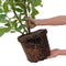 Plants by Frank | 20 Extra grote Laurierkers Rotundifolia voor 10 strekkende meter haag | ↨ 125-150 cm in 15 liter pot | Prunus Rotundifolia | Haagplanten | Haagplanten Wintergroen | Haagplanten | Laurierplant