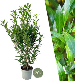 Plants by Frank | 20 Extra grote Laurierkersplanten Caucasica voor 10 strekkende meter haag | ↨ 125-150 cm in 15 liter pot | Prunus Caucasica | Haagplanten | Haagplanten Wintergroen | Haagplanten | Laurierplant
