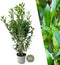 Plants by Frank | 20 Extra grote Laurierkersplanten Caucasica voor 10 strekkende meter haag | ↨ 125-150 cm in 15 liter pot | Prunus Caucasica | Haagplanten | Haagplanten Wintergroen | Haagplanten | Laurierplant