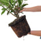 Plants by Frank | 20 Extra grote Laurierkersplanten Caucasica voor 10 strekkende meter haag | ↨ 125-150 cm in 15 liter pot | Prunus Caucasica | Haagplanten | Haagplanten Wintergroen | Haagplanten | Laurierplant