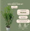 Plants by Frank | 20 Extra grote Laurierkersplanten Caucasica voor 10 strekkende meter haag | ↨ 125-150 cm in 15 liter pot | Prunus Caucasica | Haagplanten | Haagplanten Wintergroen | Haagplanten | Laurierplant