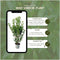 Plants by Frank | 20 Extra grote Laurierkersplanten Caucasica voor 10 strekkende meter haag | ↨ 125-150 cm in 15 liter pot | Prunus Caucasica | Haagplanten | Haagplanten Wintergroen | Haagplanten | Laurierplant