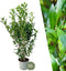 Plants by Frank | 20 Extra grote Laurierkersplanten Caucasica voor 10 strekkende meter haag | ↨ 125-150 cm in 15 liter pot | Prunus Caucasica | Haagplanten | Haagplanten Wintergroen | Haagplanten | Laurierplant