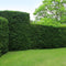 Plants by Frank | 20 extra grote taxus planten voor 10 strekkende meter haag | ↨ 100-125cm in 15 liter pot | Taxus baccata | haagplanten | haagplanten winterhard | haagplanten