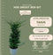 Plants by Frank | 20 extra grote taxus planten voor 10 strekkende meter haag | ↨ 100-125cm in 15 liter pot | Taxus baccata | haagplanten | haagplanten winterhard | haagplanten