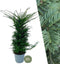 Plants by Frank | 20 extra grote taxus planten voor 10 strekkende meter haag | ↨ 100-125cm in 15 liter pot | Taxus baccata | haagplanten | haagplanten winterhard | haagplanten