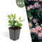 Plants by Frank | 24 Asterplanten | Aster ageratoides 'Asran' | Winterharde bodembedekker planten | tuinplanten | Winterharde vaste planten meerjarig | Winterharde tuinplanten