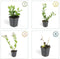 Plants by Frank | 24 Asterplanten | Aster ageratoides 'Asran' | Winterharde bodembedekker planten | tuinplanten | Winterharde vaste planten meerjarig | Winterharde tuinplanten