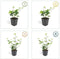 Plants by Frank | 24 Atlantische Klimopplanten | Hedera Hibernica | Winterharde bodembedekker planten | tuinplanten | Winterharde vaste planten meerjarig | Winterharde tuinplanten