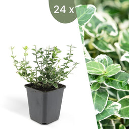 Plants by Frank | 24 Bonte Kardinaalsmuts Planten | Euonymus 'Emerald 'n Gaity' | Winterharde bodembedekker planten | tuinplanten | Winterharde vaste planten meerjarig | Winterharde tuinplanten