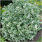 Plants by Frank | 24 Bonte Kardinaalsmuts Planten | Euonymus 'Emerald 'n Gaity' | Winterharde bodembedekker planten | tuinplanten | Winterharde vaste planten meerjarig | Winterharde tuinplanten