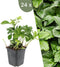 Plants by Frank | 24 Dikkemanskruid planten | Pachysandra terminalis | Winterharde bodembedekker planten | tuinplanten | Winterharde vaste planten meerjarig | Winterharde tuinplanten