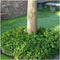 Plants by Frank | 24 Dikkemanskruid planten | Pachysandra terminalis | Winterharde bodembedekker planten | tuinplanten | Winterharde vaste planten meerjarig | Winterharde tuinplanten