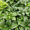 Plants by Frank | 24 Dikkemanskruid planten | Pachysandra terminalis | Winterharde bodembedekker planten | tuinplanten | Winterharde vaste planten meerjarig | Winterharde tuinplanten