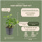 Plants by Frank | 24 Dikkemanskruid planten | Pachysandra terminalis | Winterharde bodembedekker planten | tuinplanten | Winterharde vaste planten meerjarig | Winterharde tuinplanten