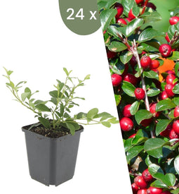 Plants by Frank | 24 Dwergmispel Planten | Cotoneaster dammeri | Winterharde bodembedekker planten | tuinplanten | Winterharde vaste planten meerjarig | Winterharde tuinplanten