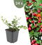 Plants by Frank | 24 Dwergmispel Planten | Cotoneaster dammeri | Winterharde bodembedekker planten | tuinplanten | Winterharde vaste planten meerjarig | Winterharde tuinplanten