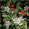 Plants by Frank | 24 Dwergmispel Planten | Cotoneaster dammeri | Winterharde bodembedekker planten | tuinplanten | Winterharde vaste planten meerjarig | Winterharde tuinplanten