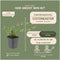 Plants by Frank | 24 Dwergmispel Planten | Cotoneaster dammeri 'Major'| Winterharde bodembedekker planten | tuinplanten | Winterharde vaste planten meerjarig | Winterharde tuinplanten