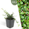 Plants by Frank | 24 Dwergmispel Planten | Cotoneaster praecox 'Streib's Findling' | Winterharde bodembedekker planten | tuinplanten | Winterharde vaste planten meerjarig | Winterharde tuinplanten