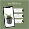 Plants by Frank | 24 Dwergmispel Planten | Cotoneaster praecox 'Streib's Findling' | Winterharde bodembedekker planten | tuinplanten | Winterharde vaste planten meerjarig | Winterharde tuinplanten
